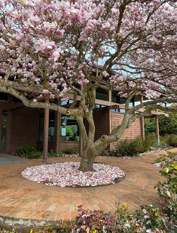 Branches in Bloom: Photos of Spring at the Library