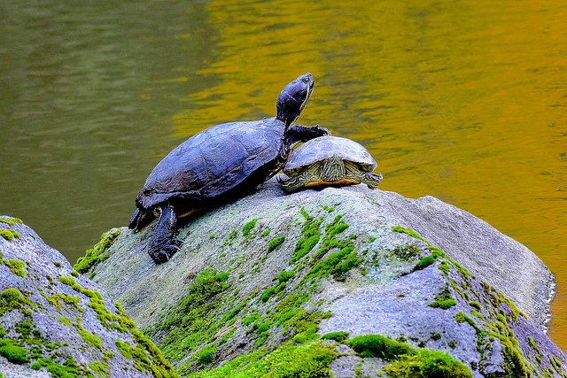 Seattle Japanese Garden